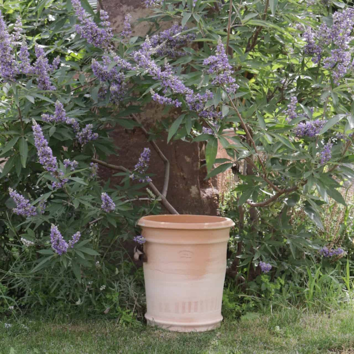 Ein großer Terrakotta-Pflanzkübel „Canna“ H=33 cm steht vor einem blühenden Baum mit Büscheln hellvioletter Blüten. Baum und Topf sind von üppigem grünem Laub und Gras umgeben und schaffen eine ruhige Gartenszene.