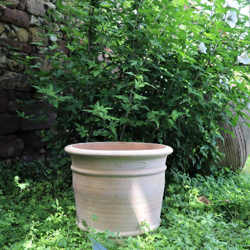 Ein großer, leerer Terrakotta-Blumentopf „Canna“ (H=40 cm) steht auf einer Rasenfläche vor üppigem, grünem Laub. Auf der linken Seite ist teilweise eine verwitterte Steinmauer sichtbar und die Fläche ist in natürliches Sonnenlicht getaucht. Perfekt zum Pflanzen leuchtender Canna-Blüten.
