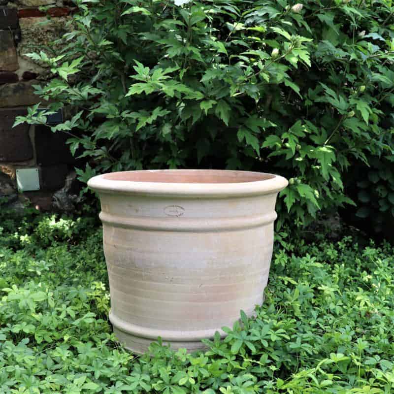 Ein großer Blumentopf aus Terrakotta „Canna“, H=40 cm, steht leer auf einem Bett aus üppigem, grünem Bodendecker. Der beigefarbene Blumentopf ist leicht verwittert, hat horizontale Ringe um seinen Körper und steht vor einem Hintergrund aus dichten, belaubten Sträuchern. In der Nähe verleihen die leuchtenden Blätter einer Canna-Pflanze der ruhigen Szene einen Farbtupfer.