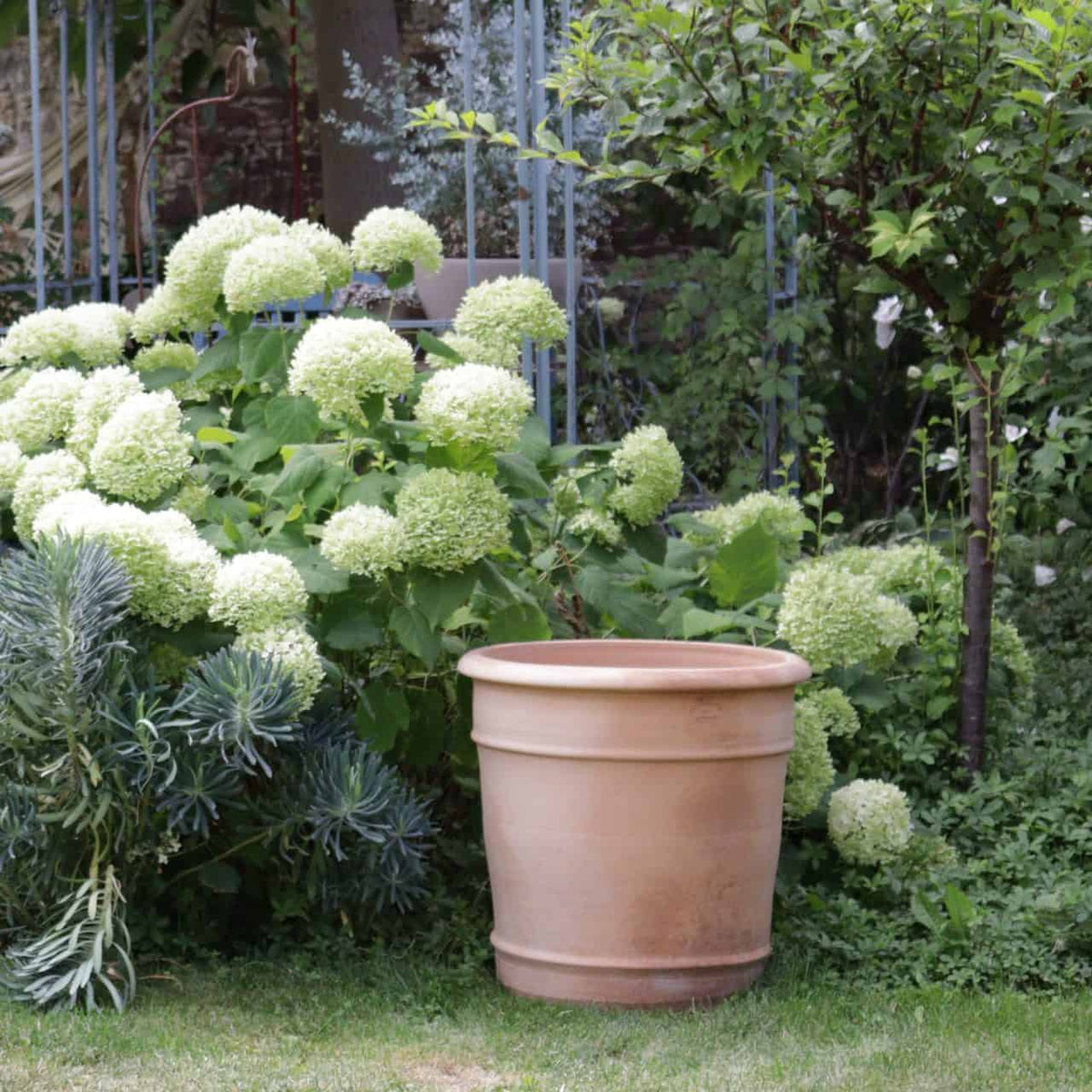 Ein leerer Übertopf aus Terrakotta „Canna“, H=50 cm, steht auf einem Stück Gras in einem Garten neben einem üppigen Busch mit weißen Hortensienblüten. Ein Baum ist ebenfalls zu sehen und im Hintergrund sind Metallgeländer zu sehen.