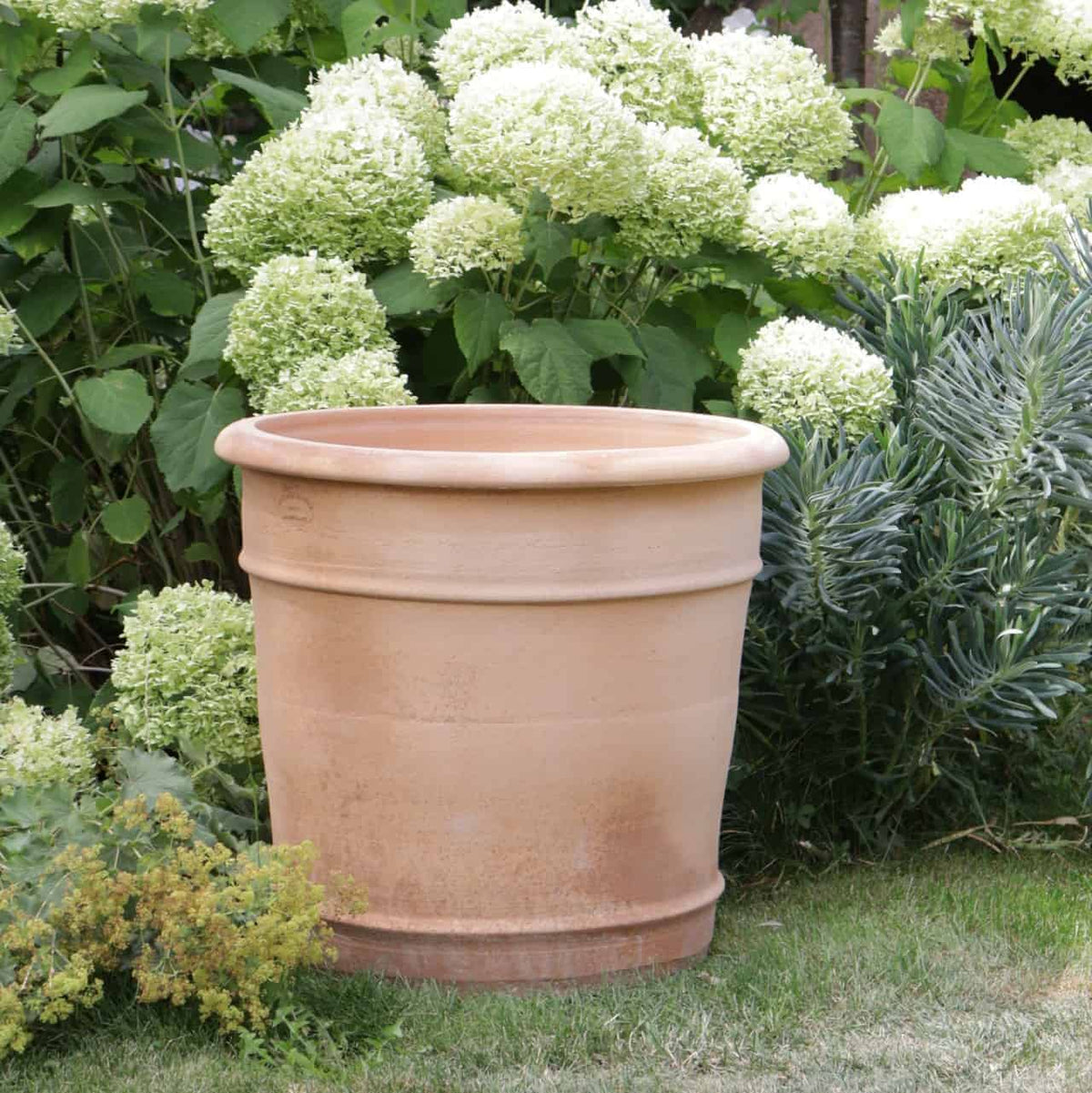 Umgeben von üppigen grünen Pflanzen und blühenden weißen Hortensien steht ein großer Übertopf aus Terrakotta „Canna“ (H=50 cm) auf einem Grasfleck und verleiht dem Garten mit den daneben stehenden bunten Canna-Lilien Lebendigkeit.