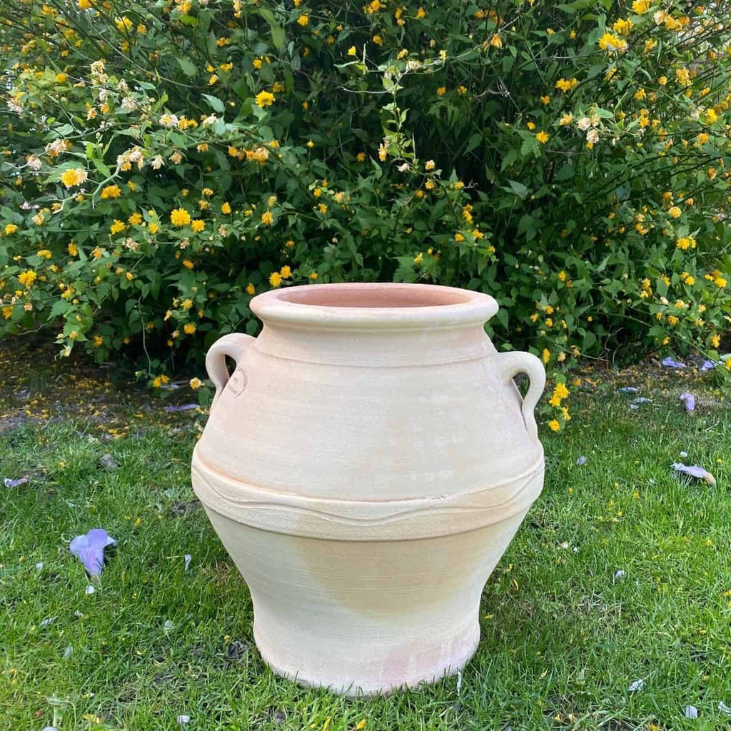Ein großer, beigefarbener altgriechischer Amphorentopf „Cassia“, 35 cm hoch und mit zwei Griffen versehen, steht auf einer Rasenfläche. Hinter dem Topf befindet sich ein üppiger grüner Busch, der mit kleinen gelben Cassia-Blüten geschmückt ist. Ein paar violette Blütenblätter sind auf dem Gras rund um den Topf verstreut.