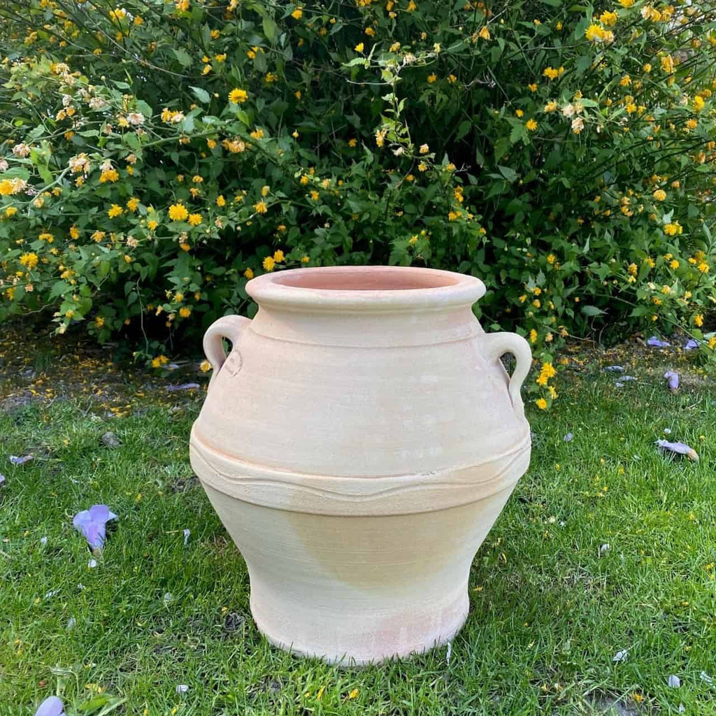 Eine große, beige Keramikvase namens altgriechische Amphore „Cassia“, 35 cm hoch und mit zwei Henkeln versehen, steht auf einem üppigen grünen Rasen. Hinter der Vase steht ein dichter Cassia-Strauch mit kleinen gelben Blüten in voller Blüte und bildet eine lebendige Kulisse. Auf dem Gras rund um die Vase sind verstreute violette Blütenblätter und gelbe Blüten zu sehen.