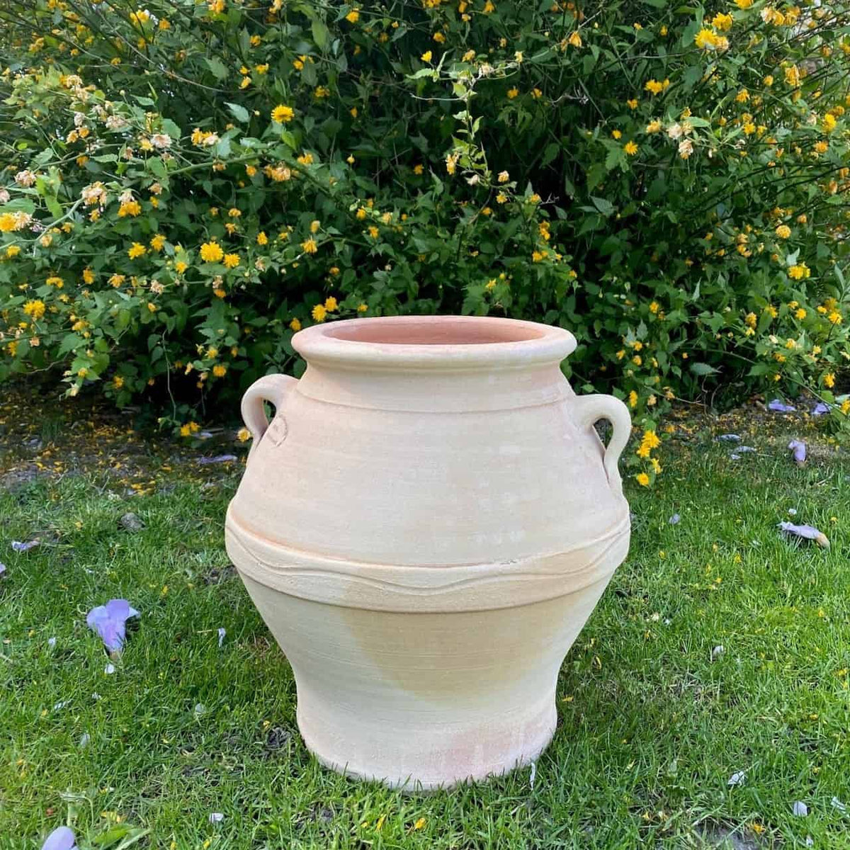 Eine große, beige Keramikvase namens altgriechische Amphore „Cassia“, 35 cm hoch und mit zwei Henkeln versehen, steht auf einem üppigen grünen Rasen. Hinter der Vase steht ein dichter Cassia-Strauch mit kleinen gelben Blüten in voller Blüte und bildet eine lebendige Kulisse. Auf dem Gras rund um die Vase sind verstreute violette Blütenblätter und gelbe Blüten zu sehen.