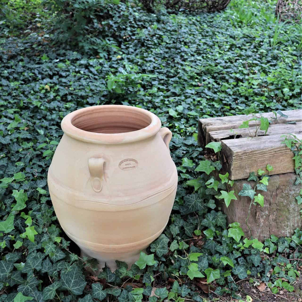 Ein großer Tontopf, die griechische Amphore „Cassia“ mit einer Höhe von 50 cm, steht inmitten von grünem Efeu. Daneben steht eine rustikale, teilweise mit Efeu bewachsene Holzbank in einem üppigen Garten.
