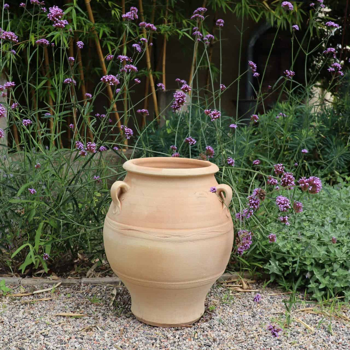 Eine griechische Amphore „Cassia“ H=50 cm mit klassischen Henkeln steht auf einem Kiesweg, umgeben von hohen grünen Pflanzen, die mit kleinen violetten Blütenständen geschmückt sind.