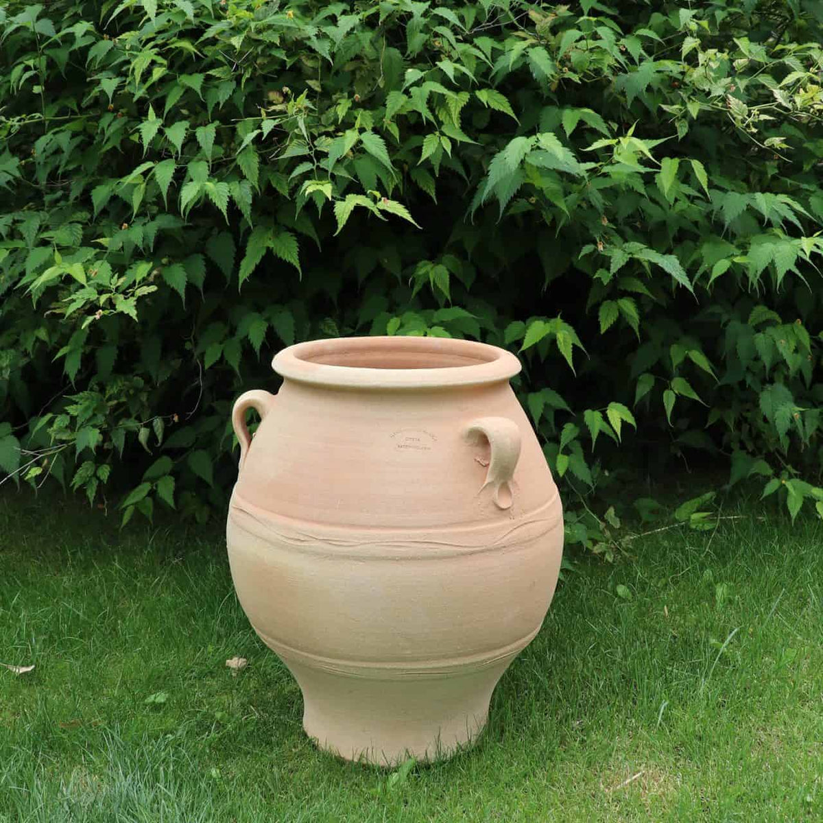 Die griechische Amphore „Cassia“, ein großer, beigefarbener Keramiktopf mit einer Höhe von 50 cm, steht auf einer Rasenfläche, umgeben von üppigem grünem Laub. Ihre glatte Oberfläche und die minimale Verzierung verleihen ihr ein erdiges, natürliches Aussehen.