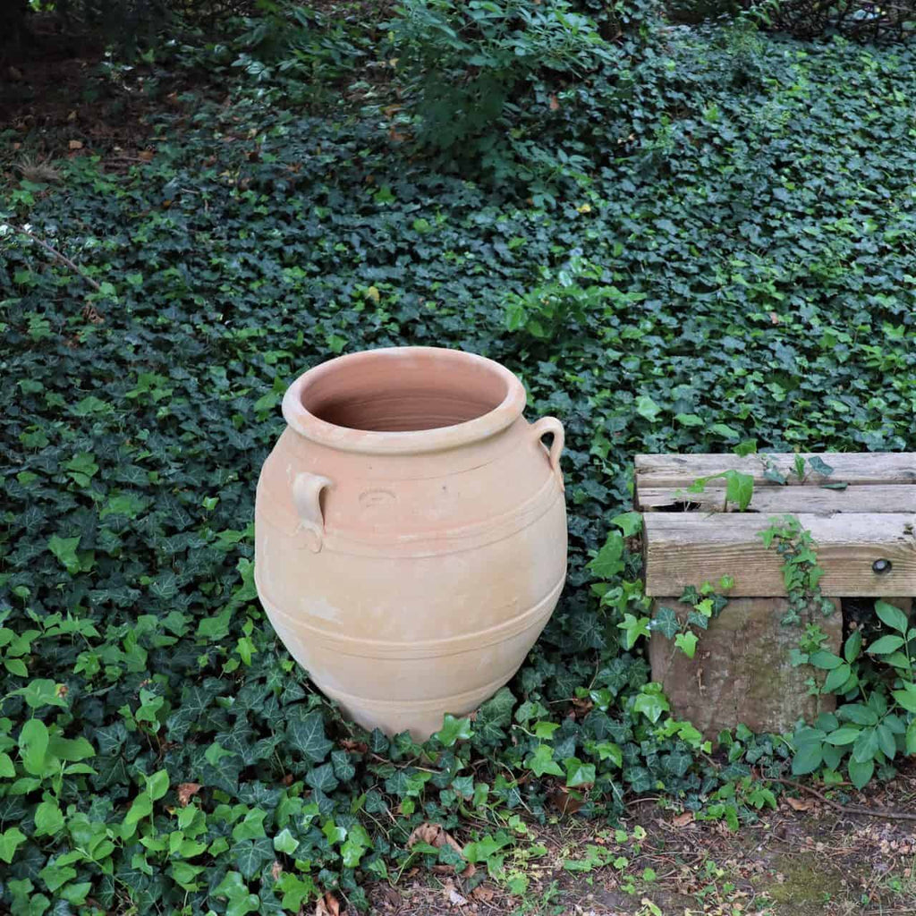 Eine große, beige Terrakotta-Amphore „Cassia“ mit 60 cm Höhe und zwei kleinen Henkeln steht auf dem Boden, teilweise von grünem Efeu umgeben. Neben der Amphore steht eine alte Holzbank. Die Szene spielt im Freien, mit viel Grün im Hintergrund.
