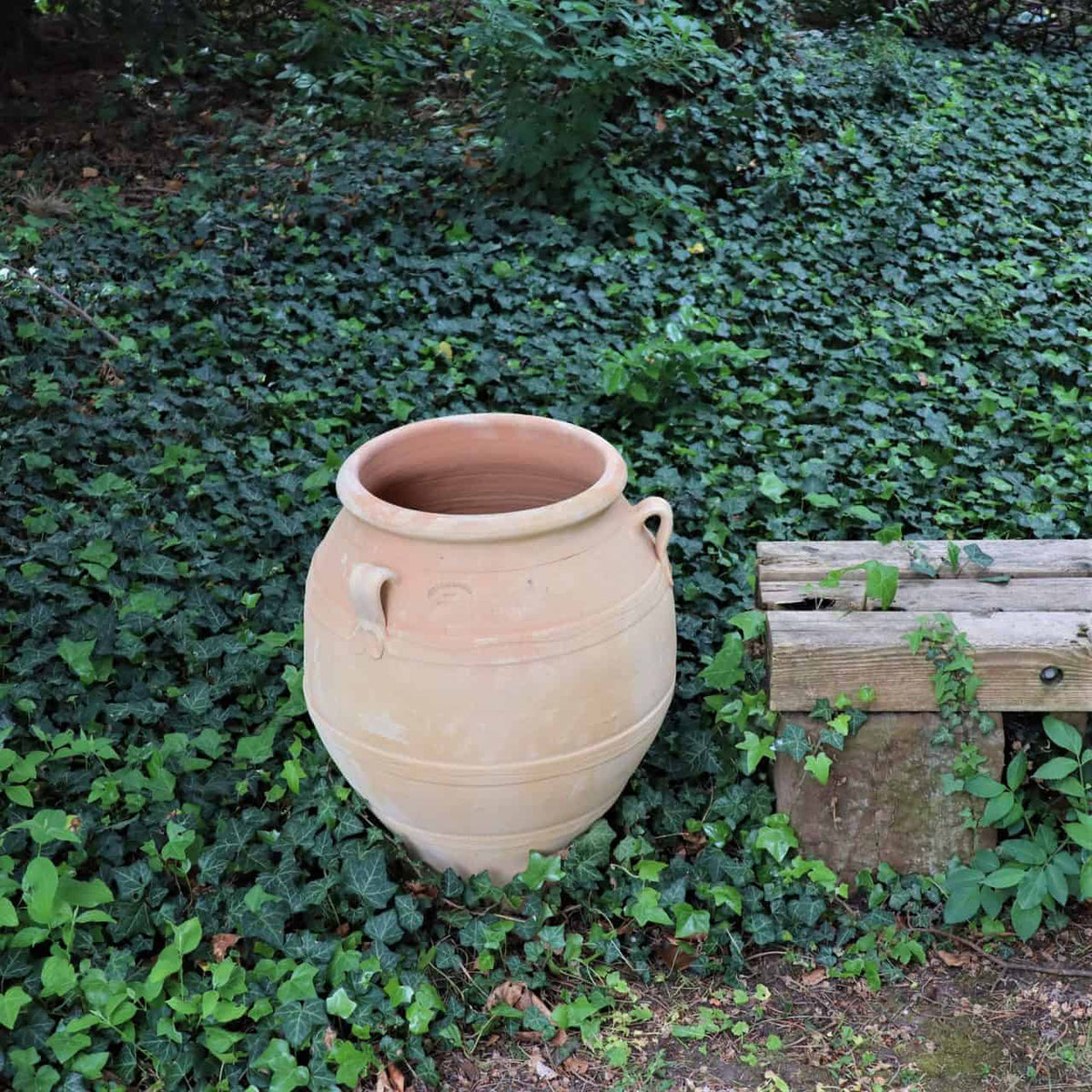 Eine große, beige Terrakotta-Amphore „Cassia“ mit 60 cm Höhe und zwei kleinen Henkeln steht auf dem Boden, teilweise von grünem Efeu umgeben. Neben der Amphore steht eine alte Holzbank. Die Szene spielt im Freien, mit viel Grün im Hintergrund.