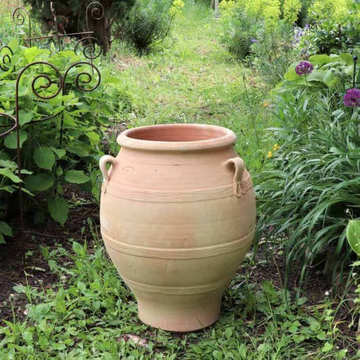 Eine große, beige Terrakotta-Amphore „Cassia“ (H=60 cm) mit zwei kleinen Henkeln steht auf dem Rasen in einem Garten. Um die Amphore herum stehen verschiedene Grünpflanzen und Blumen, darunter leuchtende Cassia-Blüten, die die üppige Gartenkulisse aufwerten. Die Amphore ist leer und sieht leicht verwittert aus.