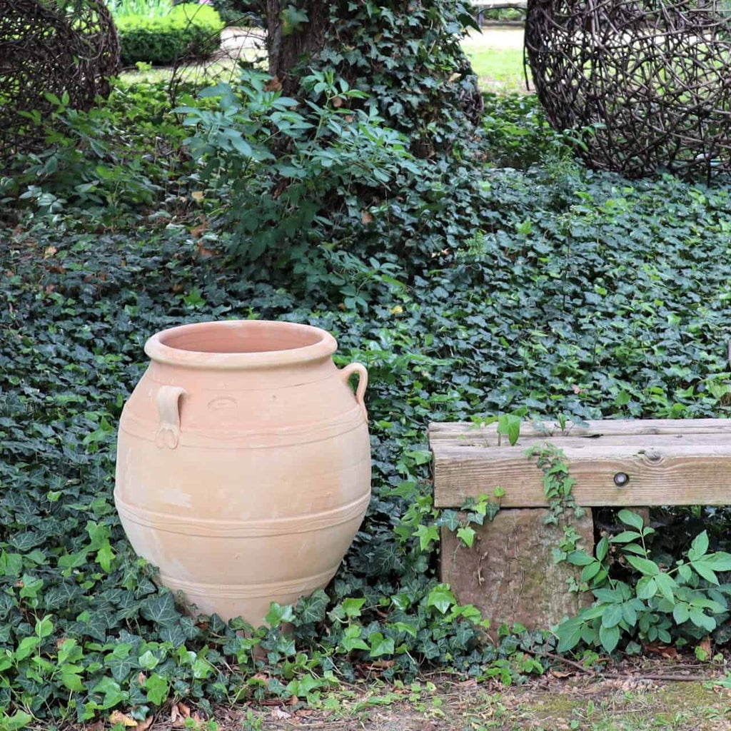 Eine große Terrakotta-Amphore namens „Cassia“, 60 cm hoch, mit zwei Henkeln, steht neben einer einfachen Holzbank auf dem Boden. Beide sind von üppigem, grünem Efeu und Cassia-Pflanzen in einer ruhigen Gartenumgebung umgeben.