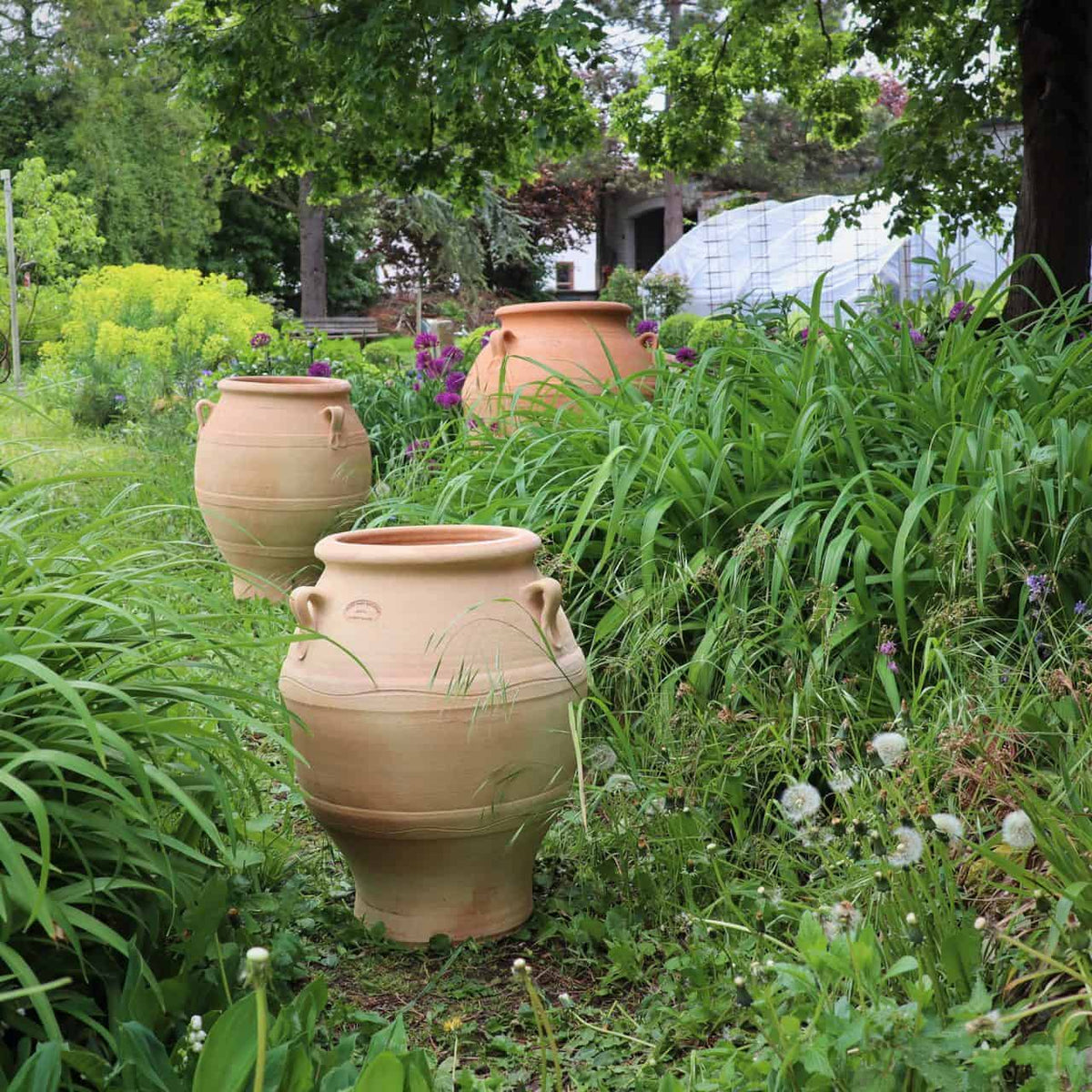 Vier griechische Amphore-Töpfe „Cassia“, jeweils 50 cm hoch, stehen inmitten üppigen Grüns in einem Garten. Hohe Gräser umgeben die Terrakotta-Töpfe, während Bäume Schatten spenden. Eine Gewächshausstruktur im Hintergrund verstärkt die ruhige Atmosphäre.