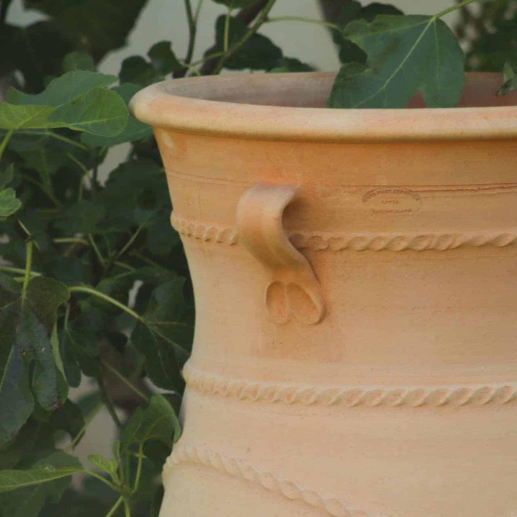 Eine Nahaufnahme einer großen, hellbraunen griechischen Amphorenvase „Cistus“ (H=1m) mit dekorativen Rillen und einem Henkel an der Seite. Die Vase ist teilweise von grünem Blattwerk umgeben, das sich bis in ihr Inneres erstreckt. Auf dem Topf sind die Buchstaben „TERRA COTTA“ zu sehen.