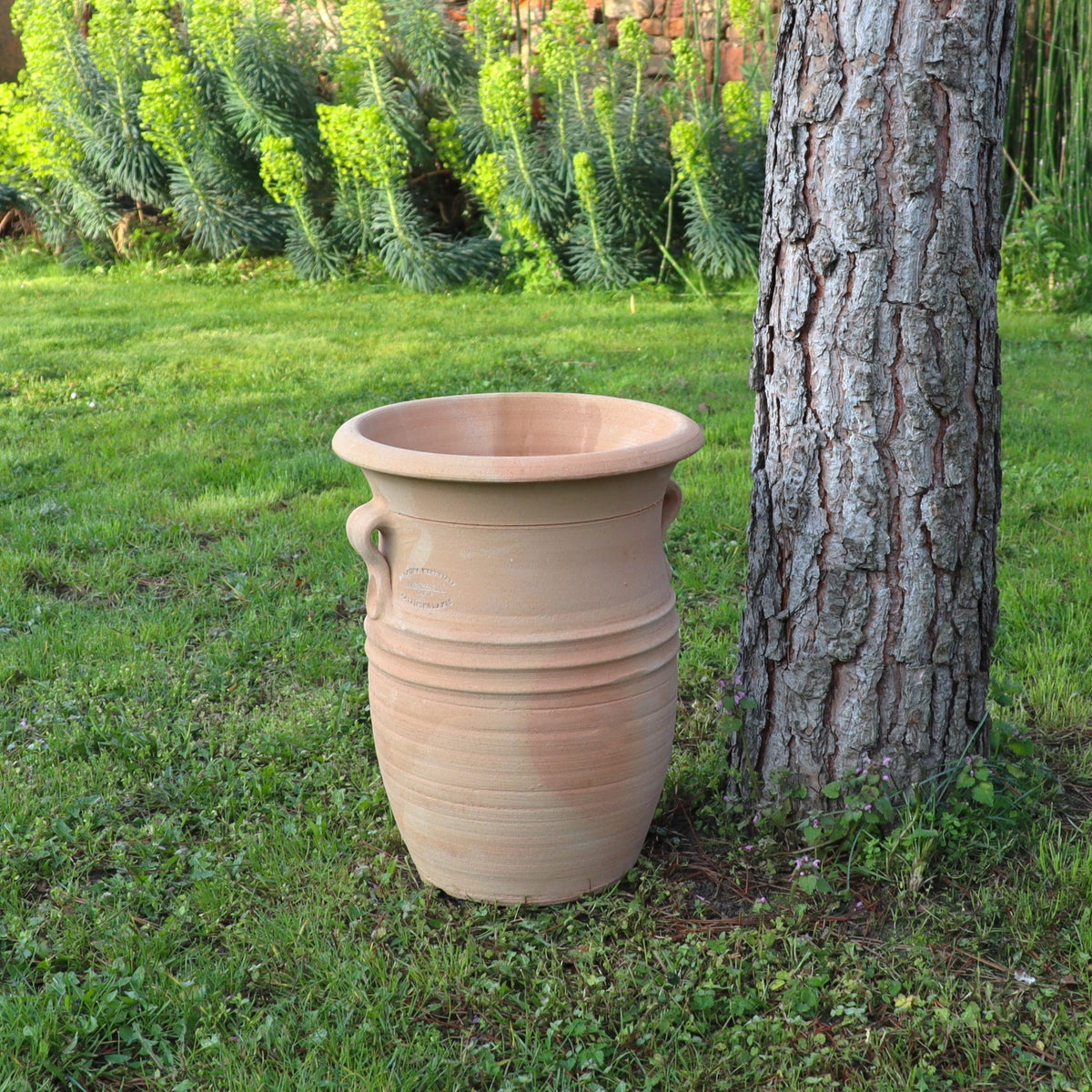 Die große, leere Vase aus Terracotta "Cistus 2", H=40cm, mit zwei Henkeln steht auf dem Rasen neben einem Baumstamm in einem sonnenbeschienenen Garten mit Grünpflanzen im Hintergrund.