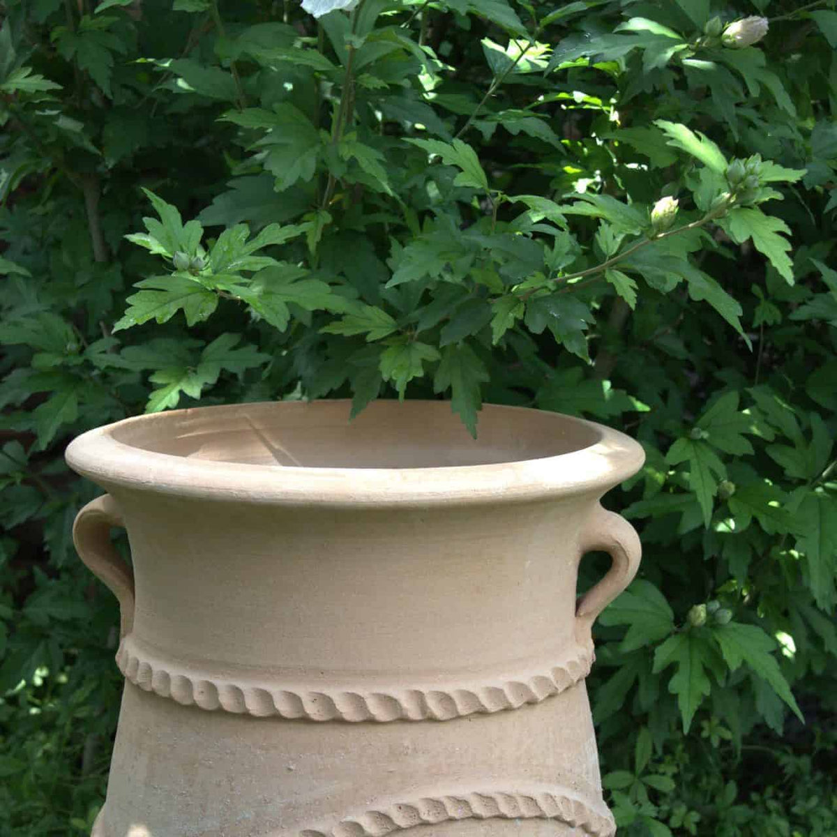 Eine beige, terrakottafarbene, griechische schmale Amphore „Cistus“ (H=60 cm) mit dekorativen Rillen steht leer in einem Garten. Der Übertopf hat an den Seiten zwei kleine Griffe. Dahinter rahmen üppiges grünes Blattwerk und die knospenden Zweige eines Cistus-Strauchs die Szene ein.