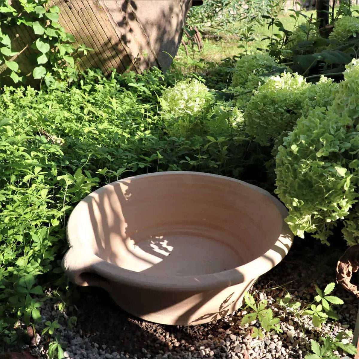 Eine große beige Terrakotta-Pflanzschale „Krokus“, B=40 cm, steht auf einem Kiesbett, umgeben von üppigem grünem Laub und weißen Hortensienblüten in einem sonnigen Garten. Die Schale wirft einen Schatten auf die Seite und die Szene ist mit Sonnenlicht gesprenkelt.