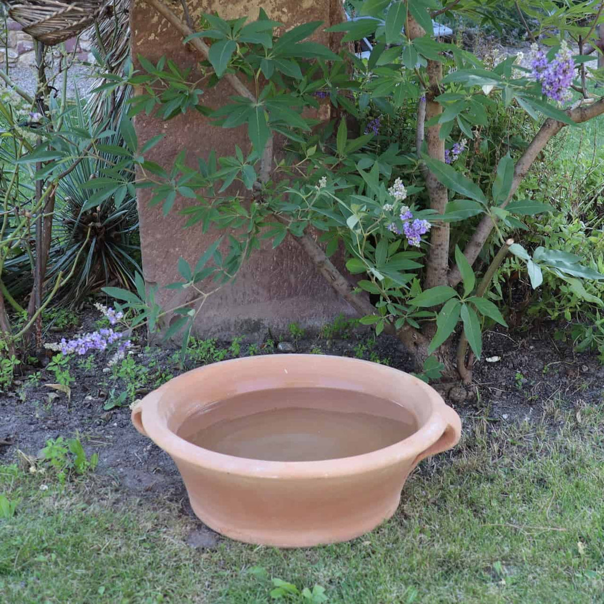 Eine Terrakotta-Pflanzschale „Krokus“, B=40 cm, mit Wasser gefüllt steht auf dem Rasen neben einer Steinmauer und ist von Krokussen und Grünpflanzen umgeben. Die Schale hat zwei kleine Henkel an den Seiten und steht in einer reizvollen Gartenumgebung.