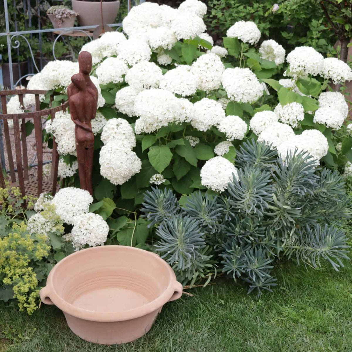 In einer bezaubernden Gartenumgebung ist die Kreta Keramik Terrakotta-Pflanzschale „Krokus“ (Maße: 50 cm) kunstvoll auf dem Rasen neben einer Ansammlung von Sukkulenten und weißen Hortensienblüten platziert. Eine braune Skulptur einer schlanken Figur steht anmutig zwischen den Hortensien in der Nähe eines Metallzauns. Im Hintergrund sind weitere Pflanzen, darunter einige blühende Krokusse, sowie verschiedene Gartendekorationen zu sehen.