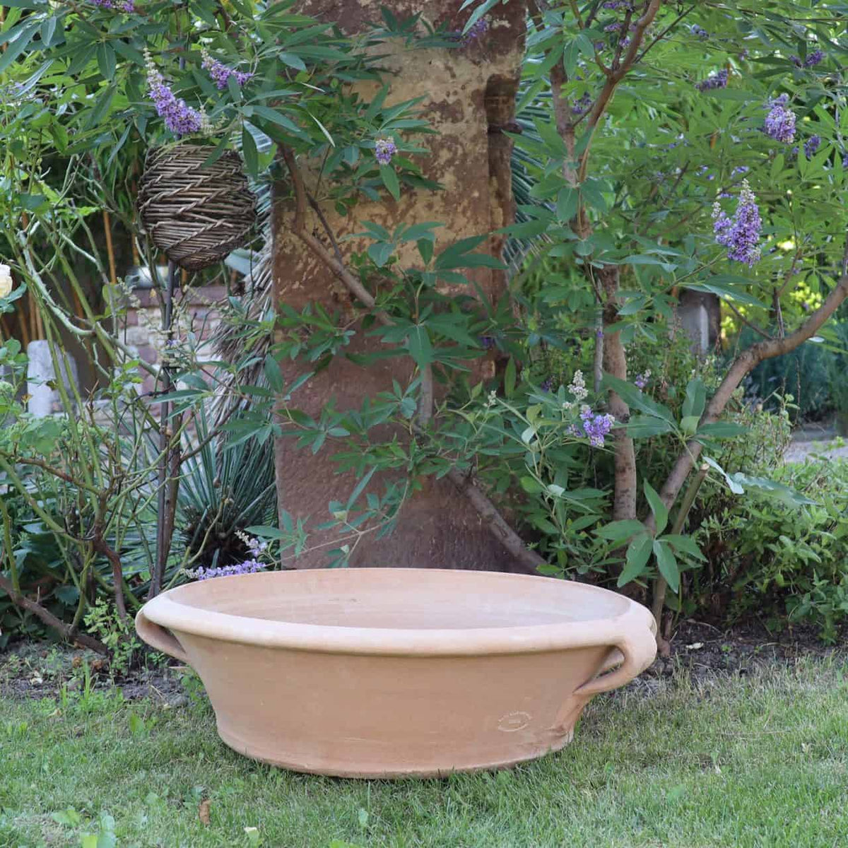 Eine große, flache Terrakotta-Pflanzschale „Krokus“ mit 40 cm Durchmesser steht im Gras unter einem Baum in einem üppigen Garten. Der Stamm des Baumes ist von Grünpflanzen und blühenden lila Krokussen umgeben, was eine ruhige und natürliche Umgebung schafft. Am Baum ist eine gewebte hängende Dekoration zu sehen.