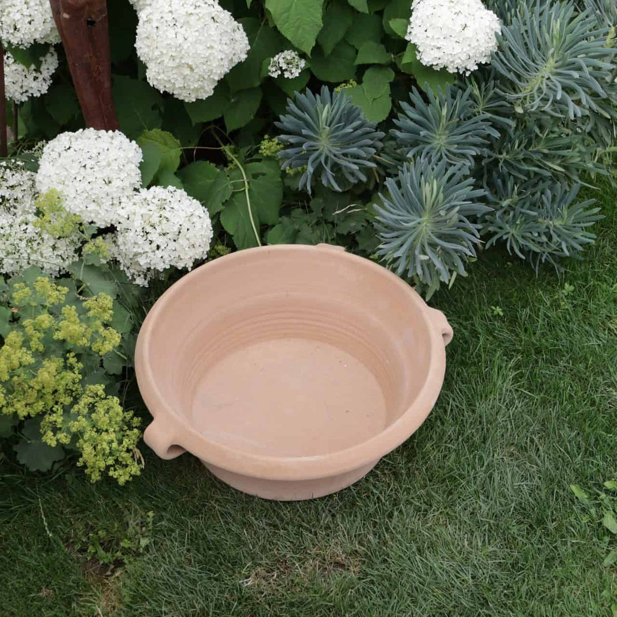 Eine Kreta Keramik Terracotta Pflanzschale "Crocus", B=50 cm, mit zwei kleinen Henkeln steht auf grünem Gras, umgeben von üppigen grünen Pflanzen und weißen Hortensienblüten. Die Szene scheint Teil eines Gartens oder Außenbereichs zu sein.