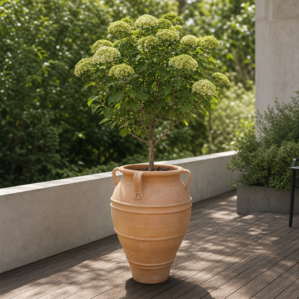 Ein kleiner Baum mit hellgrünen Blütenständen wächst in einer XXL-Terrakotta-Amphore „Datura“ (H = 100 cm), einem großen beigen Terrakottatopf, auf einer Holzterrasse, umgeben von Grün und mit Betonmauern im Hintergrund.