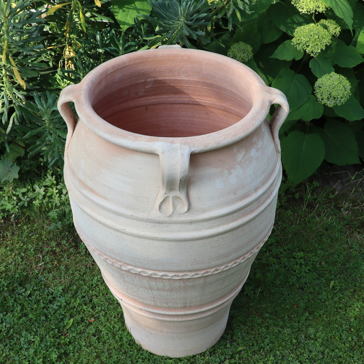 Die frostfeste Terrakotta-Amphore "Datura", H=70 cm, mit zwei Henkeln, steht auf grünem Gras zwischen üppigen Blattpflanzen und weißen Hortensienblüten.