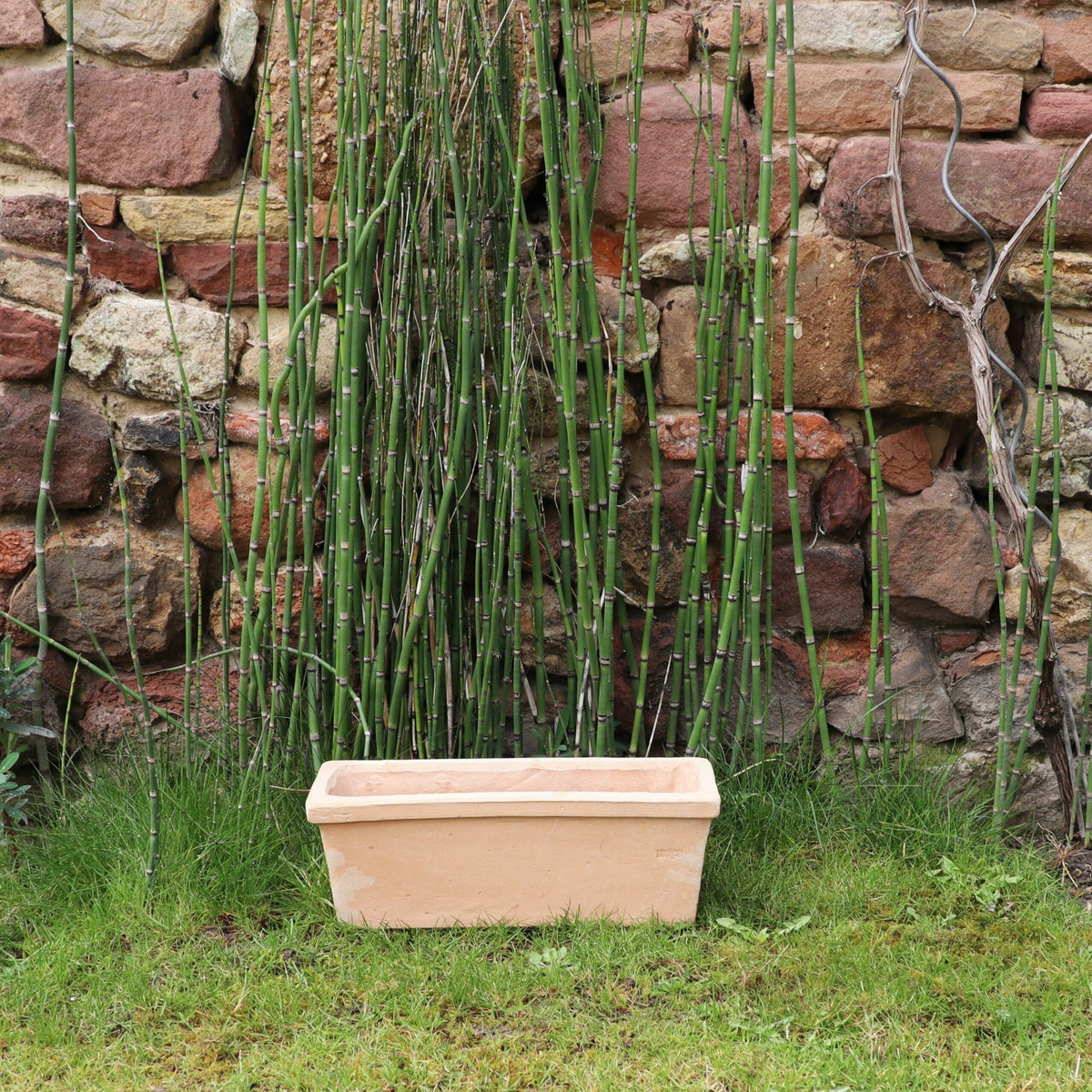 Der rechteckige Pflanzkasten Terrakotta „Erica“ L=40 cm steht auf Gras vor einer Backsteinmauer, aus deren Boden grüne bambusartige Pflanzen wachsen. Die Mauer besteht aus verschieden geformten und farbigen Steinen und verleiht der Szene einen rustikalen Hintergrund.