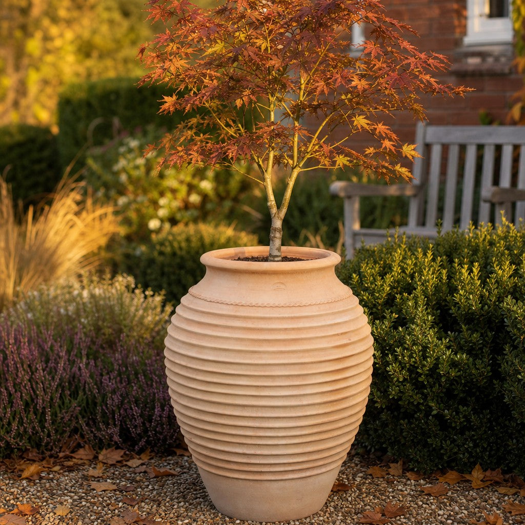 Ein kleiner japanischer Ahorn mit roten Blättern wächst draußen in einem großen, geriffelten, beigen Pflanzkübel. Hinter dem Baum rundet eine winterharte Dekorationsamphore „Ficus“ (H = 100 cm) zusammen mit einem 80 cm hohen Ficus das Gartenbild ab, während im Hintergrund Sträucher, eine Holzbank und Herbstlaub zu sehen sind.