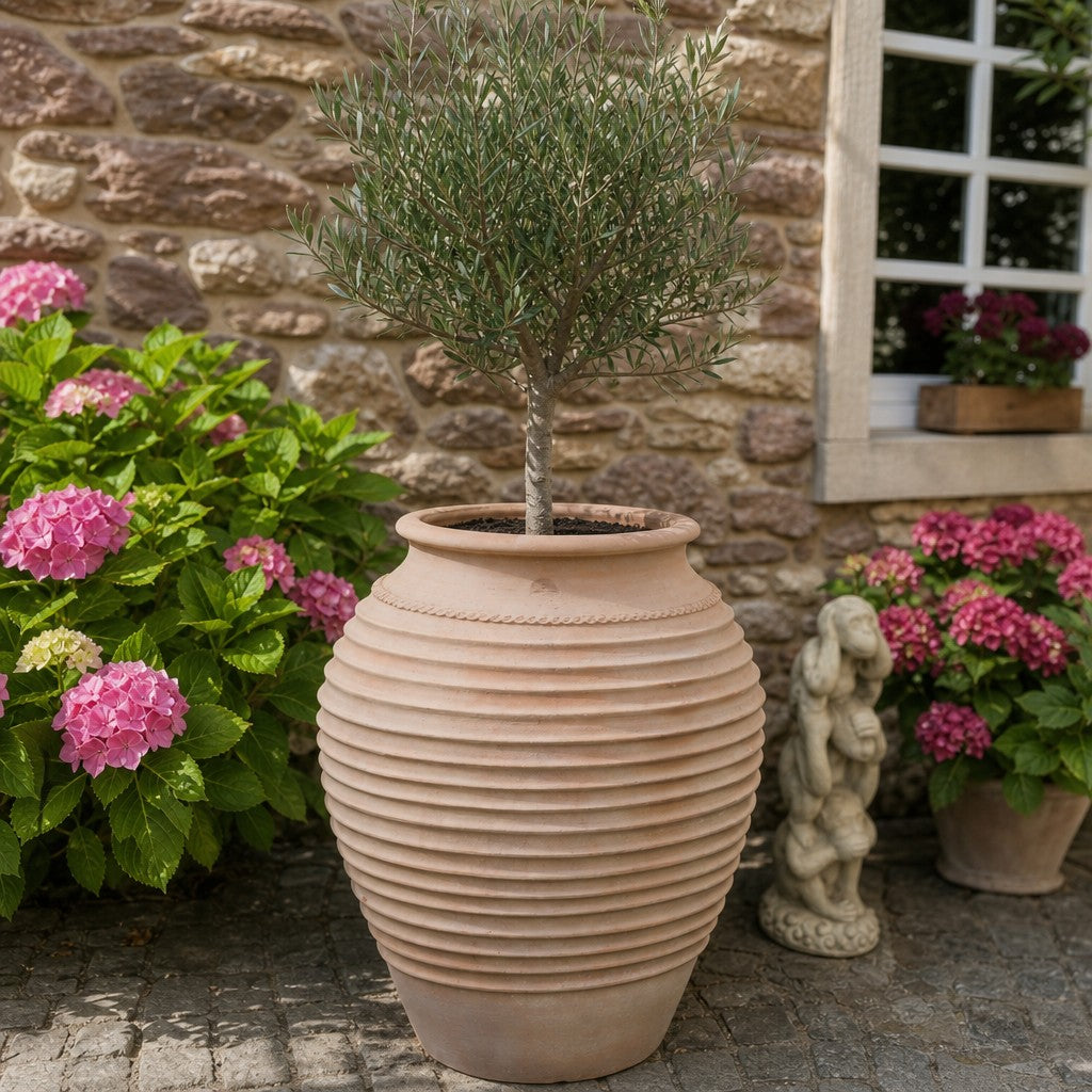 Ein kleiner, 80 cm hoher Ficus wächst in der winterharten Dekorationsamphore „Ficus“ (H=100 cm); daneben blühen rosa Hortensien, und neben einer Backsteinmauer mit einem Fenster steht eine Steinstatue.