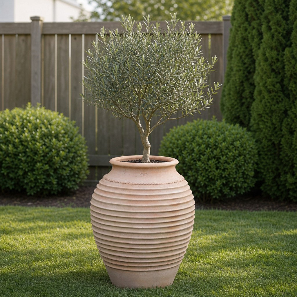Ein kleiner Olivenbaum wächst in einer großen, gerippten, winterharten Dekorationsamphore „Ficus“ (H = 100 cm), die auf einem ordentlich gemähten Rasen steht, im Hintergrund sind gepflegte Sträucher und ein Holzzaun zu sehen.