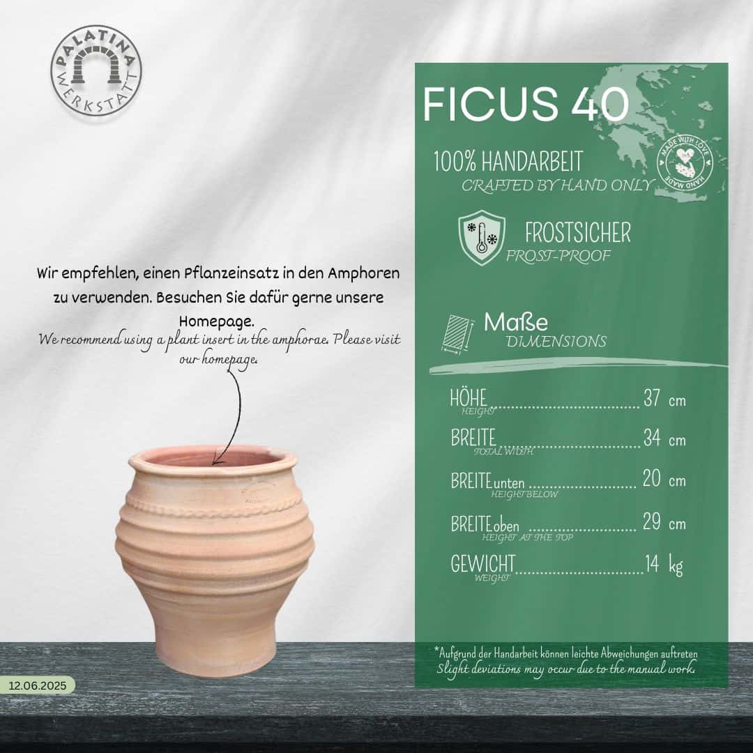 Infografik für die kleine Pflanzamphore "Ficus", H=40cm, handgefertigt mit beigem Keramiktopf. Zeigt die Abmessungen, das Gewicht, die Frostbeständigkeit und einen Pflanzvorschlag. Text in Deutsch und Englisch verfügbar.