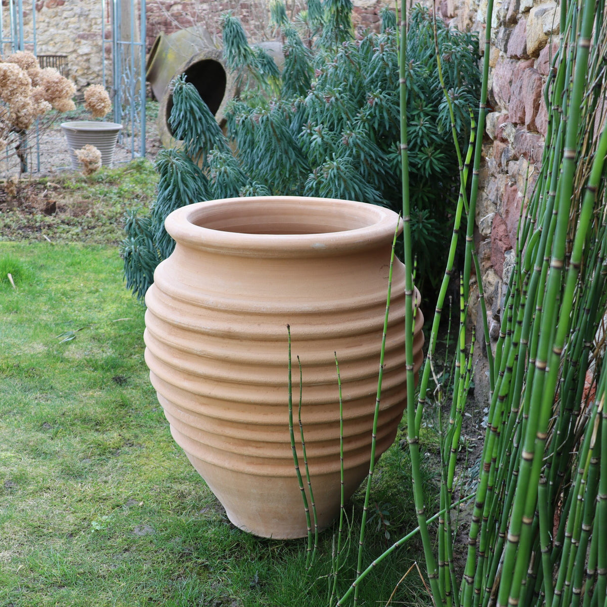 Eine große, gerippte Terrakotta-Urne steht auf einer Rasenfläche neben einer Steinmauer. Die winterfeste Dekorationsamphore „Ficus“, 50 cm hoch, wird von Grünpflanzen und hohem Schilf flankiert, im Hintergrund sind getrocknete Blumen zu sehen. Ein Ficus verleiht dieser rustikalen Gartenkulisse im Freien lebendiges Grün.
