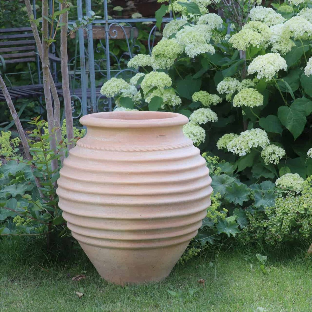 Eine große, gerippte Terrakotta-Amphore Garten „Ficus“, 60 cm hoch, steht zwischen üppigen, grünen Hortensienbüschen mit weißen Blüten. Die Urne steht auf einer Rasenfläche, umgeben von verschiedenen Pflanzen und Gartenelementen.