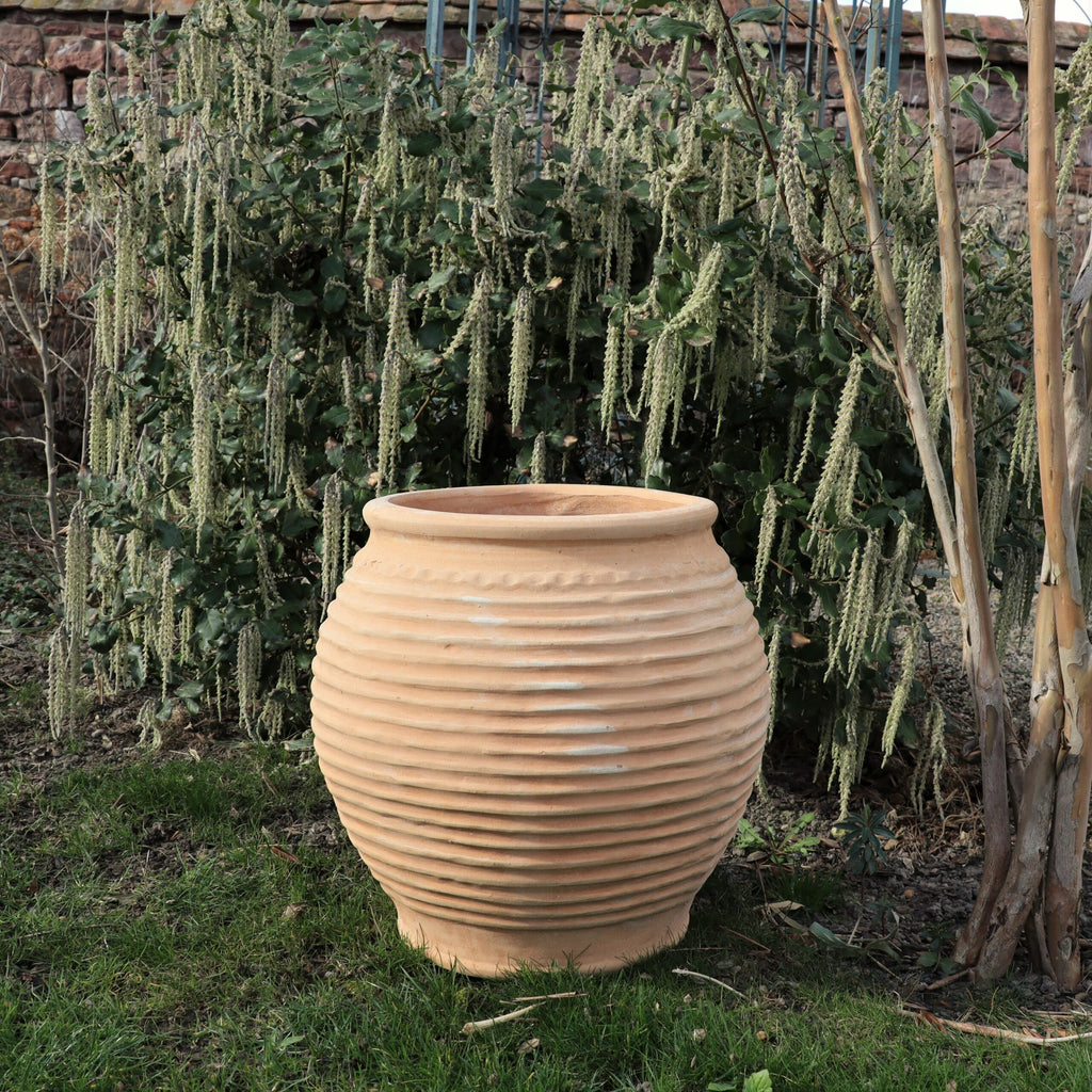 Ein großer, gerippter, beiger Keramiktopf steht auf einem grünen Rasenstück und ist mit hohen Ficus-Pflanzen geschmückt, die mit langen, herabhängenden Kätzchen geschmückt sind. Vor dem Hintergrund einer Steinmauer wird diese winterfeste Gartenszene durch eine elegante Dekorationsamphore „Ficus 2“ H=45cm noch aufgewertet.