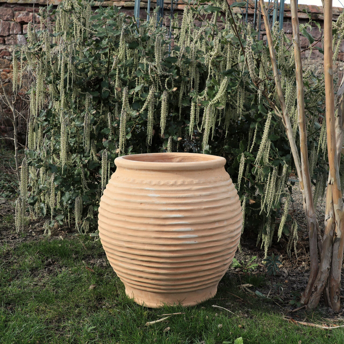 Ein großer, gerippter, beiger Keramiktopf steht auf einem grünen Rasenstück und ist mit hohen Ficus-Pflanzen geschmückt, die mit langen, herabhängenden Kätzchen geschmückt sind. Vor dem Hintergrund einer Steinmauer wird diese winterfeste Gartenszene durch eine elegante Dekorationsamphore „Ficus 2“ H=45cm noch aufgewertet.