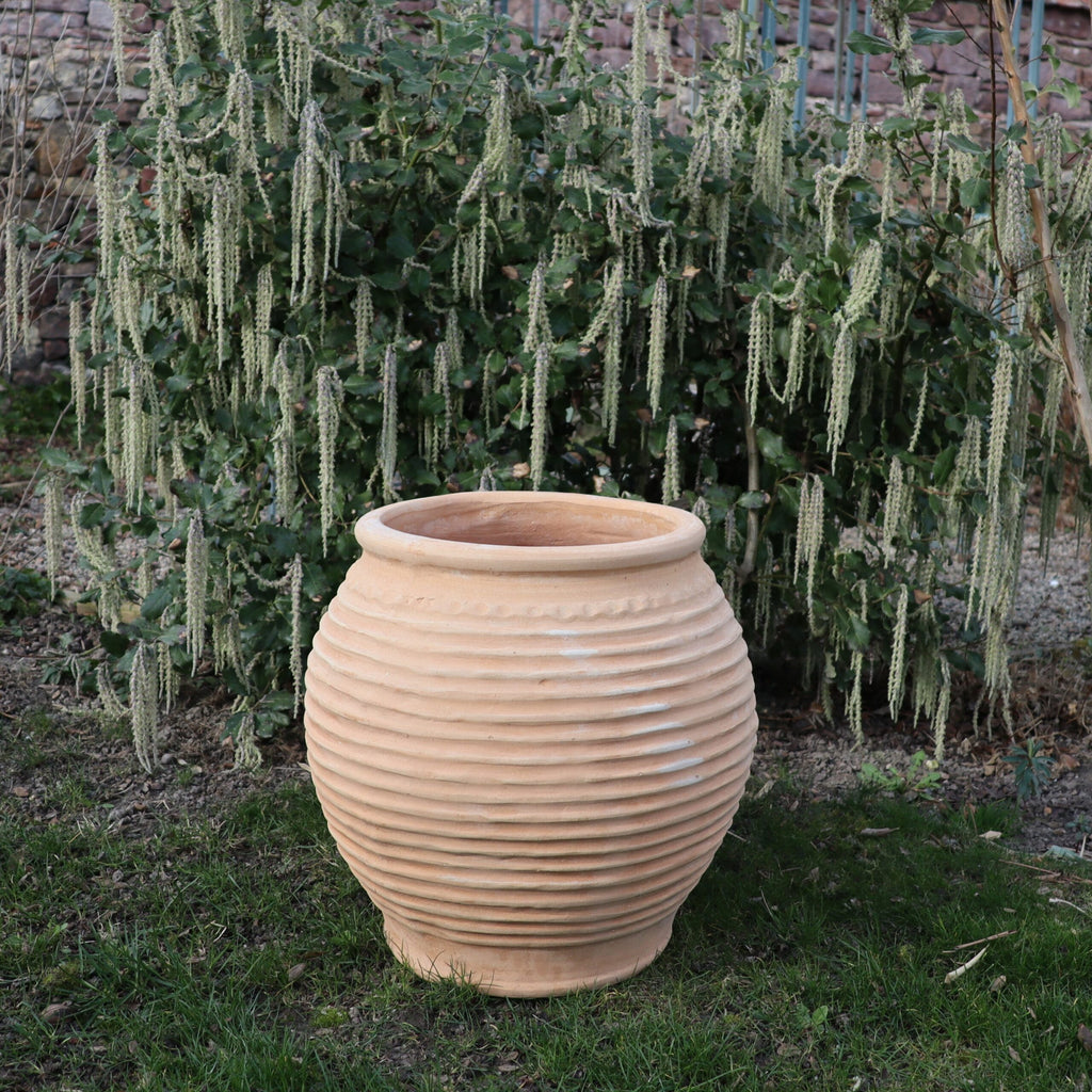 Ein großer, gerippter Terrakottatopf steht auf einem Grasfleck. Mit einer Höhe von 45 cm ergänzt diese winterfeste Dekorationsamphore „Ficus 2“ die üppige, grüne Pflanze im Hintergrund mit ihren langen, herabhängenden Blüten wunderbar.