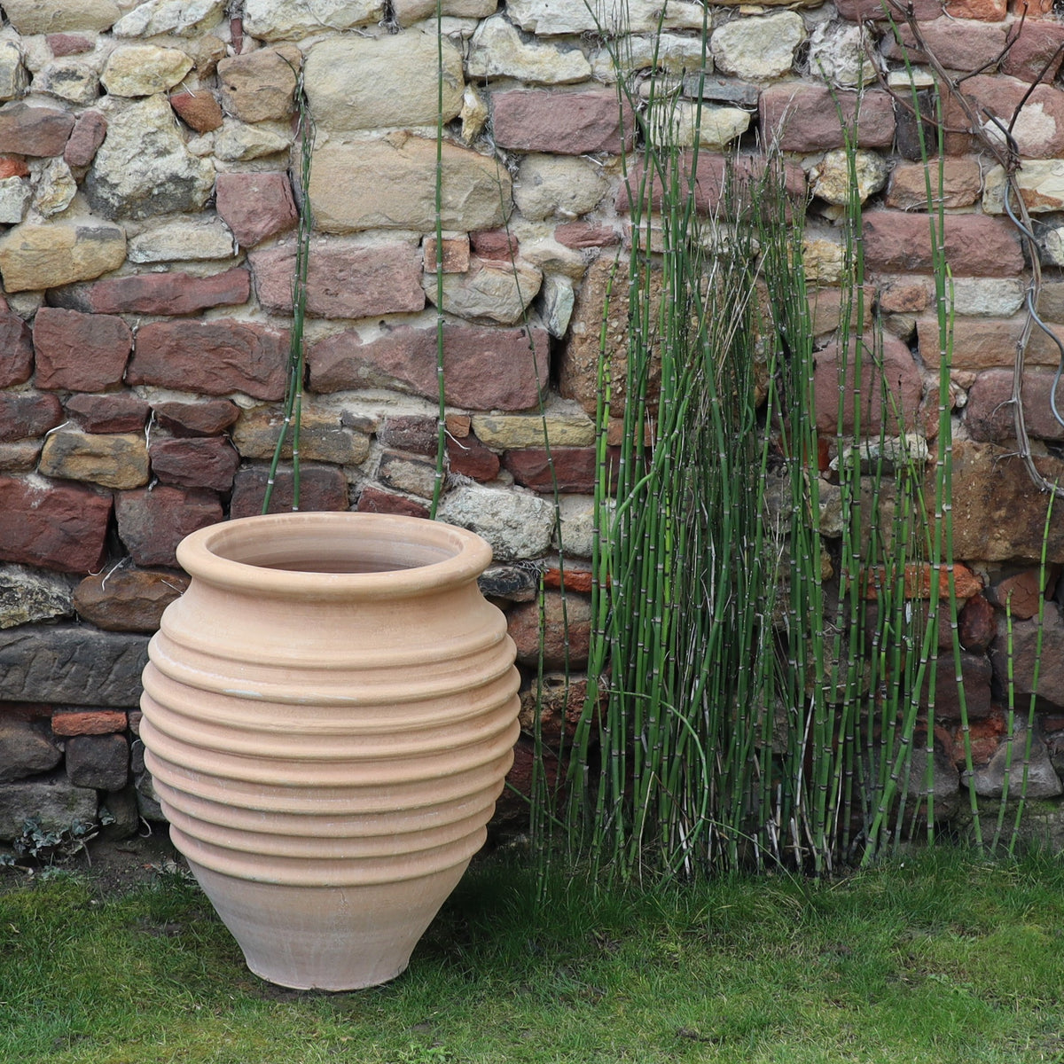 Eine große, gerippte Terrakotta-Vase, genauer gesagt die winterfeste Dekorationsamphore „Ficus“ mit einer Höhe von 50 cm, steht auf einem Rasenstück neben hohen, dünnen Grünpflanzen. Der Hintergrund zeigt eine rustikale Steinmauer mit verschiedenfarbigen Steinen, die willkürlich angeordnet sind und einen reizvollen und strukturierten Hintergrund bilden.