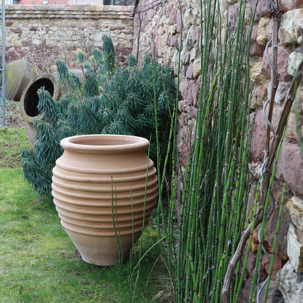 Eine Szene im Freien zeigt eine winterfeste Dekorationsamphore „Ficus“ H=50cm, die auf einem Grasfleck neben einer Steinmauer steht. Links vom Topf sind grüne Blattpflanzen, darunter Ficus, zu sehen, die einen Kontrast zur rauen Textur der Mauer und den zylindrischen bambusartigen Pflanzen auf der rechten Seite bilden.