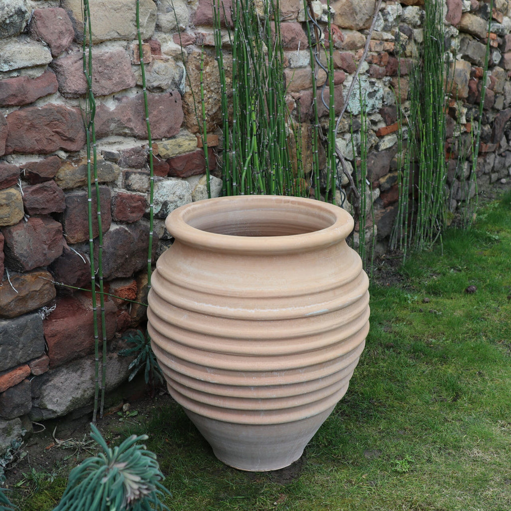 Ein großer, gerippter Tontopf, die winterfeste Dekorationsamphore „Ficus“ H=50 cm, steht vor einer rustikalen Steinmauer, an deren Seite hohe Grünpflanzen und Ranken wachsen. Die Amphore ist leer, die Umgebung ist mit Grasflecken und einer kleinen Grünpflanze in der unteren linken Ecke versehen.