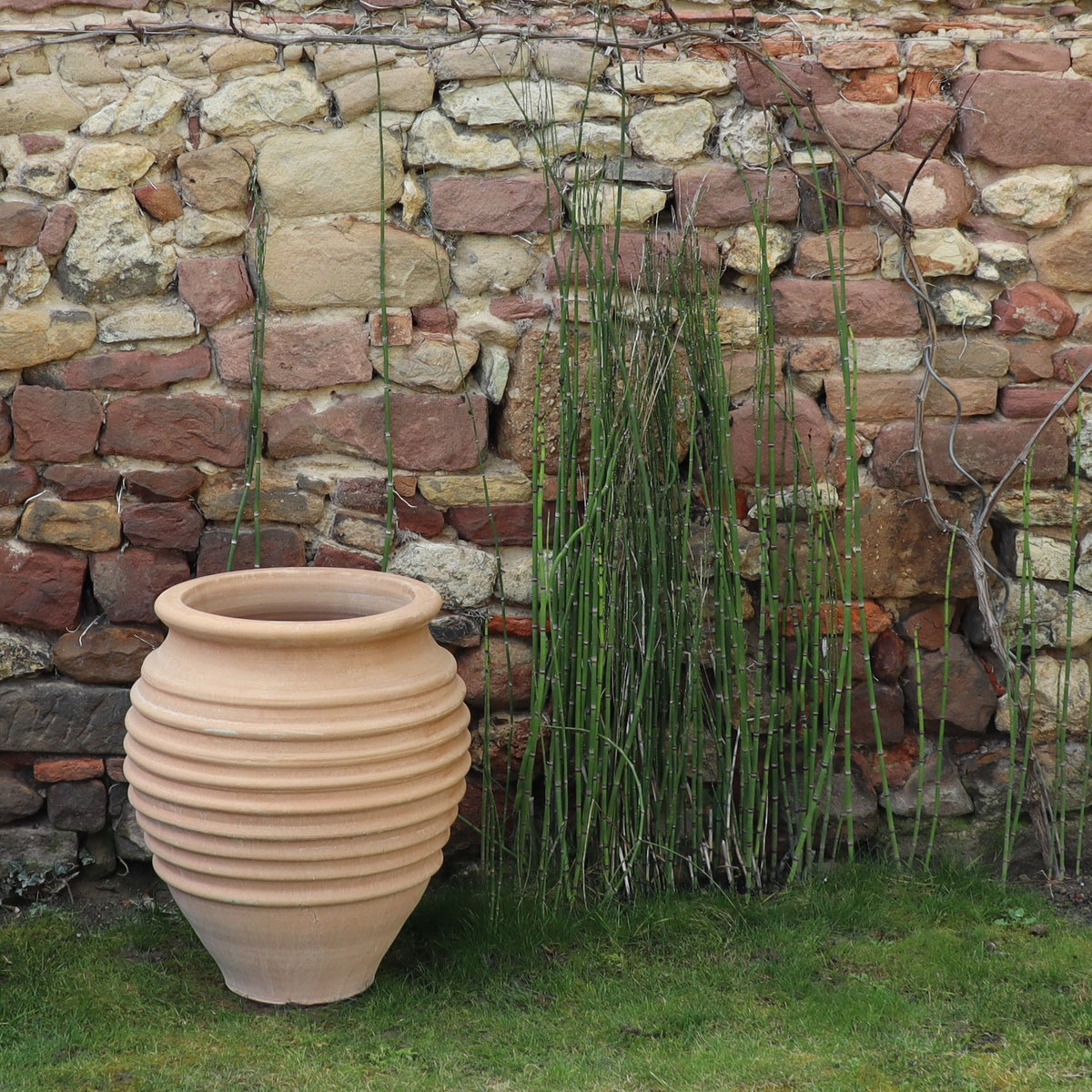 Eine große, beige winterfeste Dekoamphore „Ficus“ H=50cm steht auf Gras neben hohem grünem Schilf vor einer rustikalen Steinmauer. Die Mauer besteht aus Steinen unterschiedlicher Größe in Rot-, Beige- und Brauntönen. Trockene, blattlose Zweige hängen über den oberen Teil der Mauer und schaffen eine ruhige Atmosphäre.