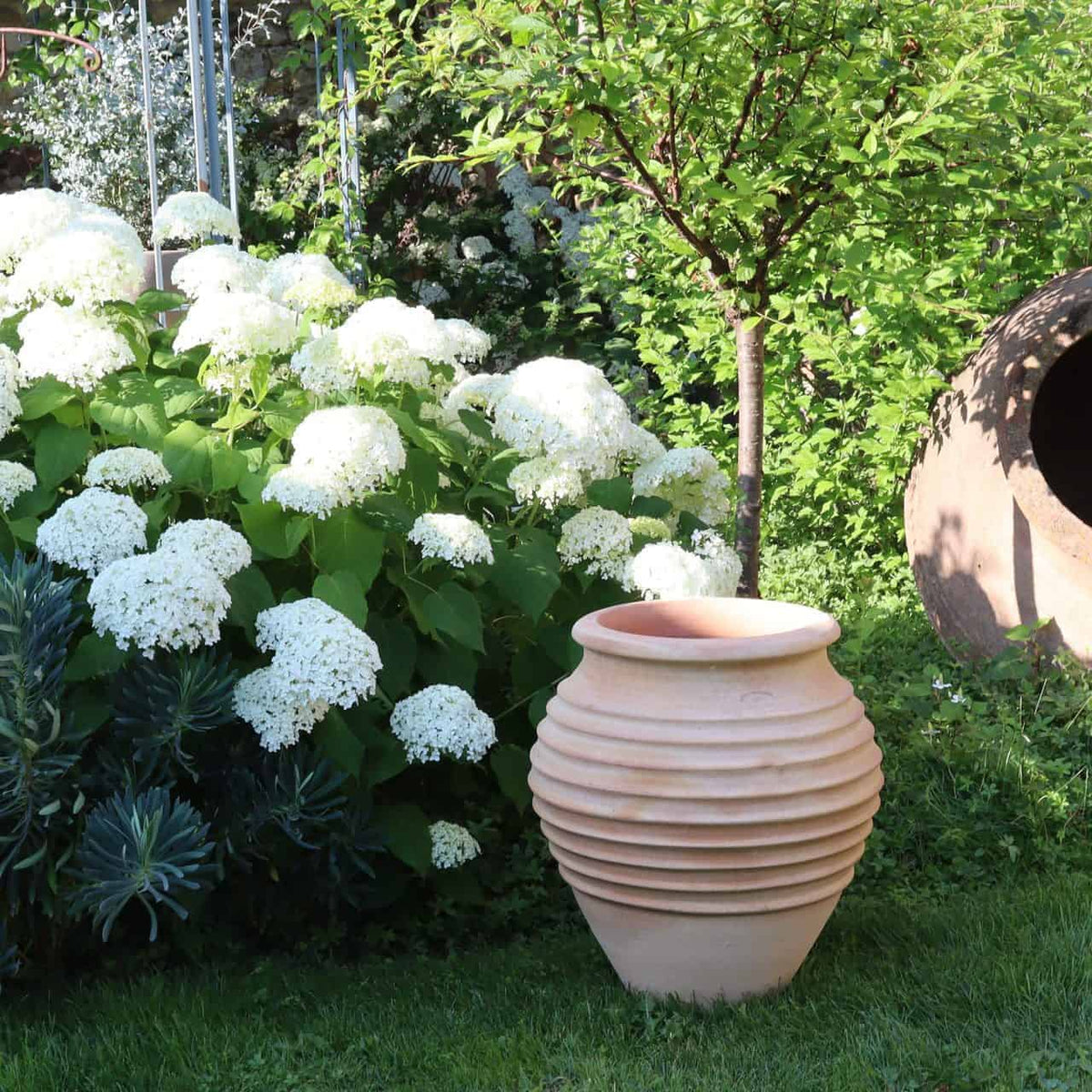 Eine üppige Gartenszene mit blühenden weißen Hortensien, einem kleinen Baum und viel Grün. Ein leerer gerippter Terrakotta-Amphorengarten „Ficus“ (H=60 cm) steht im Gras neben den Blumen. Im Hintergrund ist zwischen dem Laubwerk teilweise eine rostige zylindrische Metallstruktur zu erkennen.