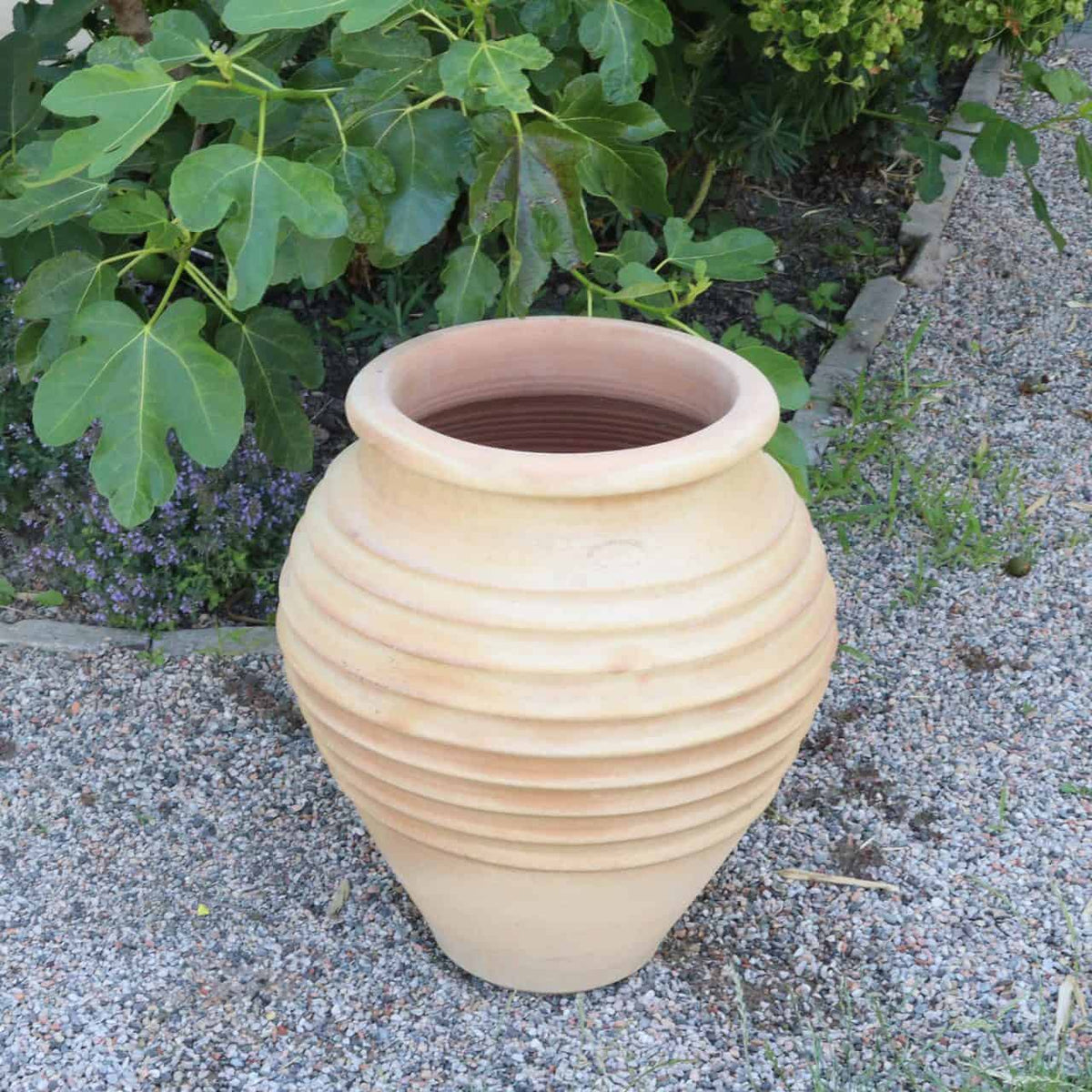 Die **Terrakotta-Amphore Garten „Ficus“ H=60cm** steht aufrecht auf einer Kiesfläche, im Hintergrund sind üppige grüne Ficusblätter und ein Gartenbeet zu sehen. Die große, beige Vase hat eine gerippte Textur, eine breite Öffnung und einen konischen Boden und fügt sich nahtlos in ihre natürliche Umgebung ein.