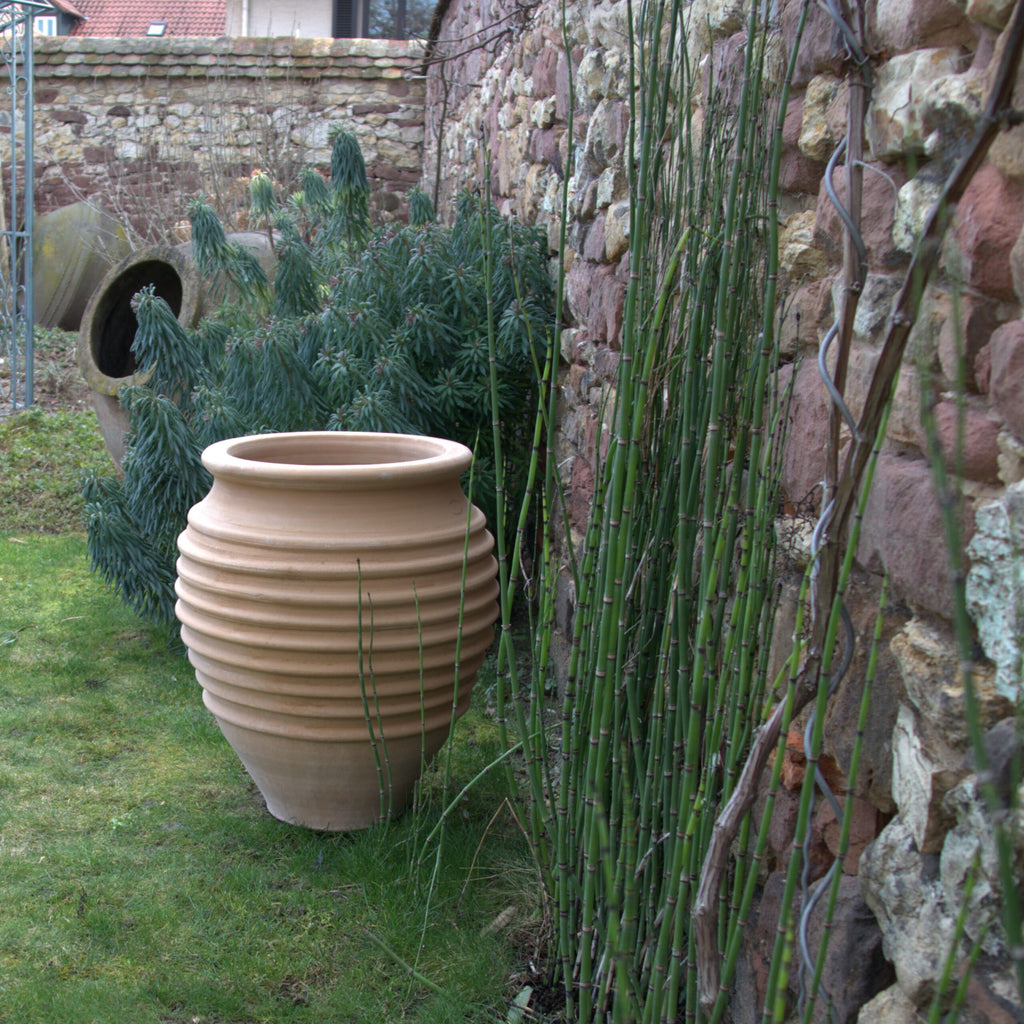 Eine große, gerippte Terrakotta-Amphore „Ficus“ H=60cm steht auf einem grasbewachsenen Garten neben einer Steinmauer, die teilweise mit Kletterpflanzen bewachsen ist. An der Mauer in der Nähe der Amphore wachsen Schachtelhalm-Röhrchen, und im Hintergrund ist eine große, schiefe Tonpfeife zu sehen.