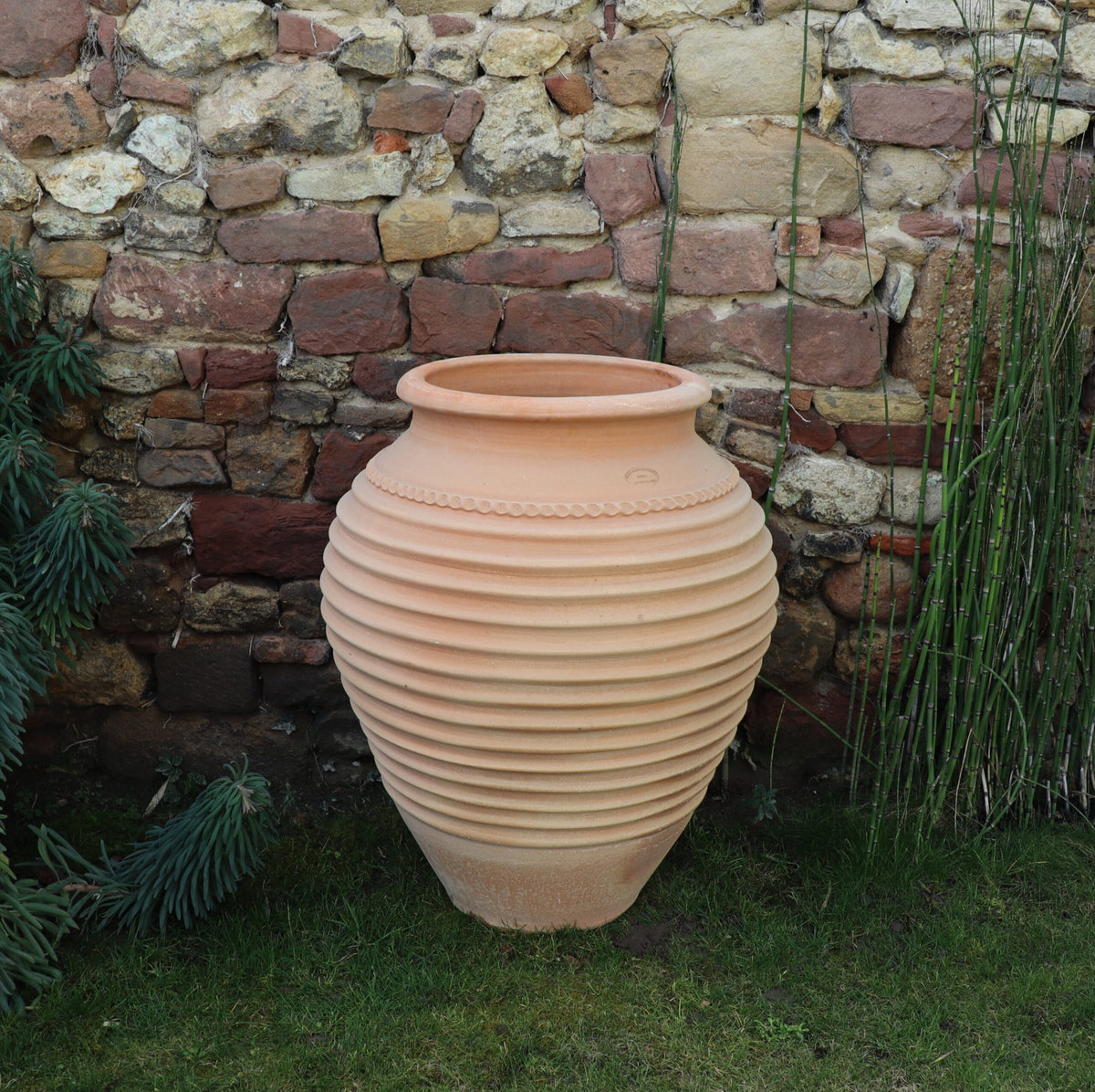 Ein großer frostfester Amphore Garten „Ficus“, H=70cm, steht auf einem Rasenstück vor einer rustikalen Steinmauer. Auf der rechten Seite der gerippten Terrakotta-Urne sind hohe grüne Pflanzen zu sehen, darunter ein Ficus, und auf der linken Seite sind teilweise einige immergrüne Zweige sichtbar – eine reizvolle Ergänzung für jeden Garten.