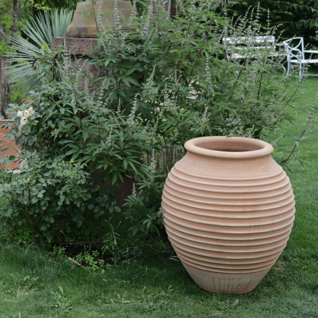 Ein großer, gerippter Terrakottatopf steht 80 cm hoch auf dem Rasen neben üppigen grünen Sträuchern und Pflanzen. Im Hintergrund schmücken eine verwitterte Steinstruktur und weiße Gartenmöbel aus Metall einen gepflegten Rasen. Diese frostfeste Dekorationsamphore „Ficus“, H=80 cm, trägt zur ruhigen Gartenatmosphäre bei.