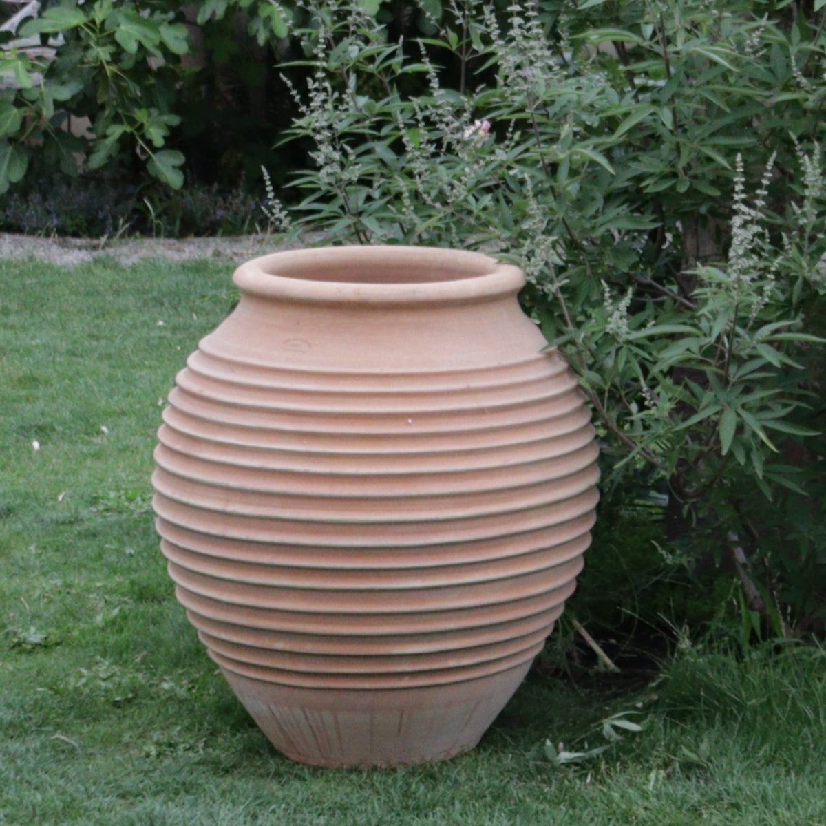 Ein großer, gerippter Terrakotta-Topf mit einer Höhe von 80 cm steht auf grünem Gras neben einem Busch mit belaubten Zweigen. Der Topf ist leer und hat ein abgerundetes, geriffeltes Design. Im Hintergrund wertet weiteres Grün die natürliche Außenumgebung auf und eignet sich perfekt für die Präsentation Ihrer frostfesten Dekorationsamphore „Ficus“.