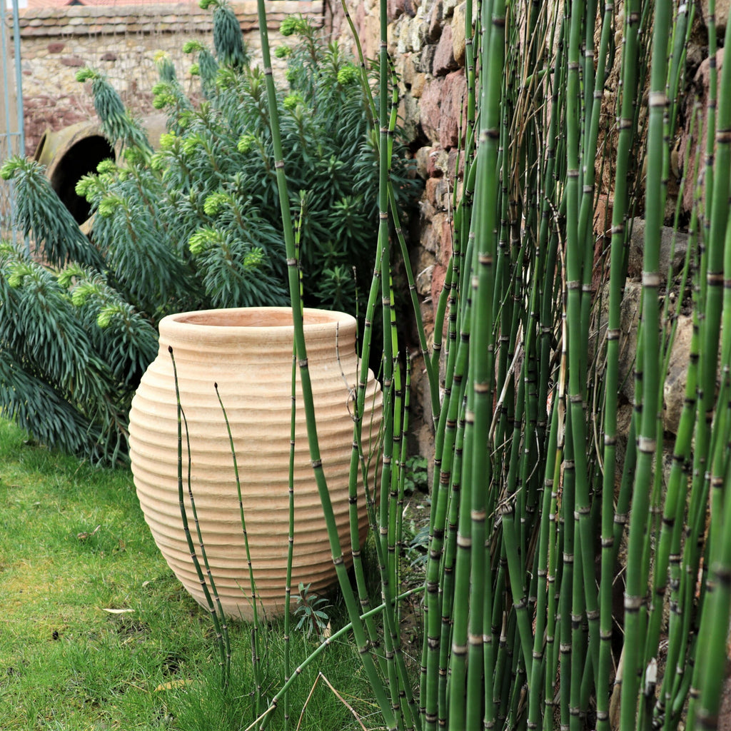 Ein großer gerippter Tontopf steht auf einem Rasenstück in der Nähe einer Gartenmauer. Üppige grüne Pflanzen mit langen, schlanken Stielen und belaubten Büschen umgeben den Topf und schaffen eine ruhige und natürliche Umgebung. Die Gartenmauer besteht aus rustikalen, verwitterten Steinen.