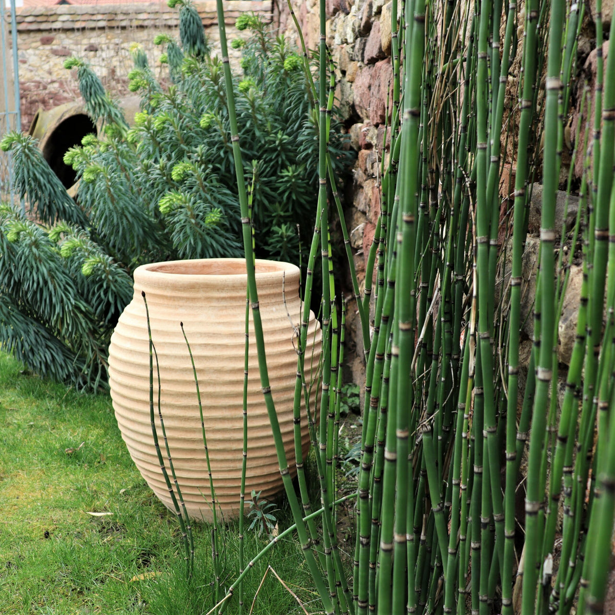 Ein großer gerippter Tontopf steht auf einem Rasenstück in der Nähe einer Gartenmauer. Üppige grüne Pflanzen mit langen, schlanken Stielen und belaubten Büschen umgeben den Topf und schaffen eine ruhige und natürliche Umgebung. Die Gartenmauer besteht aus rustikalen, verwitterten Steinen.