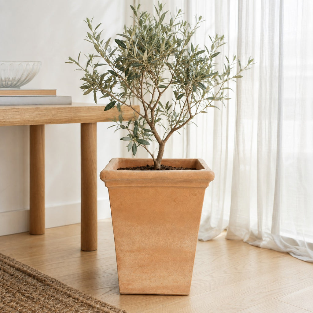 In einem quadratischen Terrakottatopf, der auf einem Holzboden in der Nähe eines Fensters mit weißen, durchsichtigen Vorhängen steht, wächst ein kleiner Olivenbaum mit schlanken Zweigen und grünen Blättern. Im Hintergrund sind ein Holztisch und ein Teppich zu sehen.