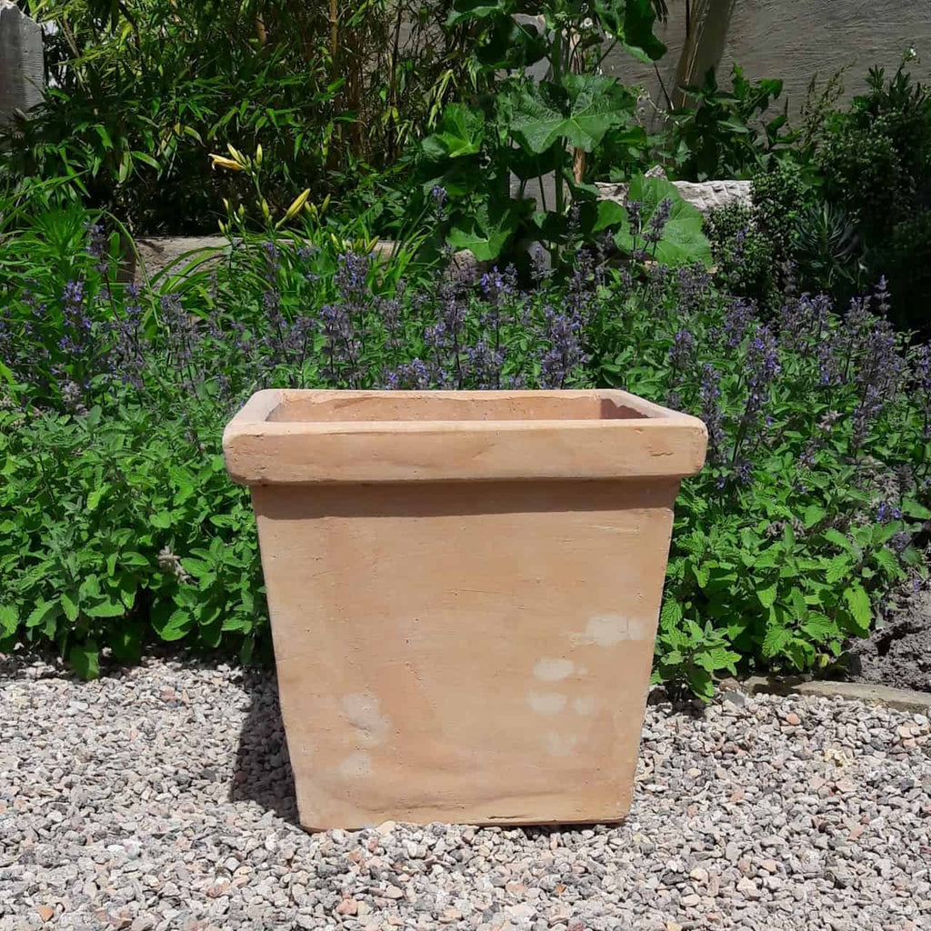 Ein großer, leerer Pflanztopf aus Terrakotta „Laurus“, eckig, H=26 cm, steht auf einer Kiesfläche in einem Garten. Der Hintergrund ist mit verschiedenen grünen Pflanzen und violetten Blumen geschmückt, die zu einer üppigen und lebendigen Szene beitragen.